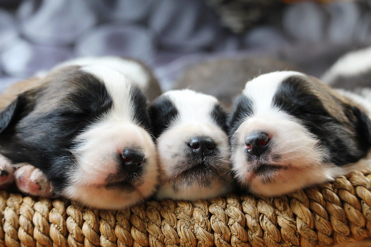 sleeping-dogs